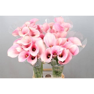 Calla Captain Rosette Kallaland