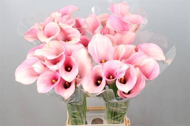 <h4>Calla Captain Rosette Kallaland</h4>