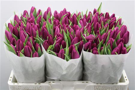 <h4>Tu En Purple Prince</h4>