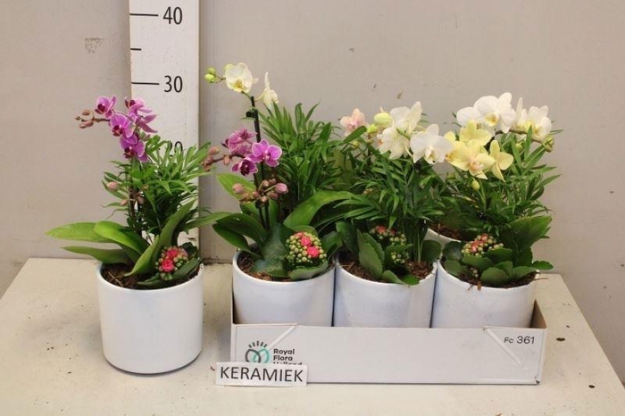 <h4>ARR KAMERPL BLOEI</h4>