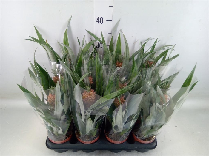 <h4>Ananas  'Rosita'</h4>