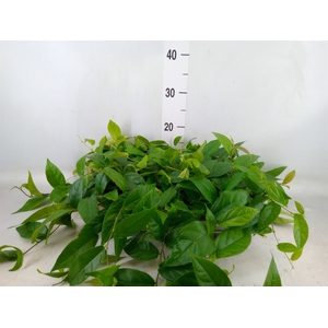 Ficus sagittata