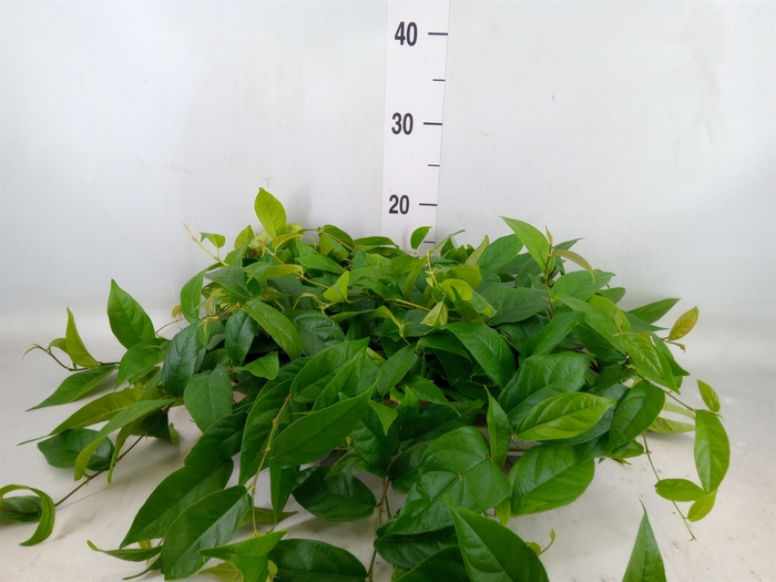 <h4>Ficus sagittata</h4>