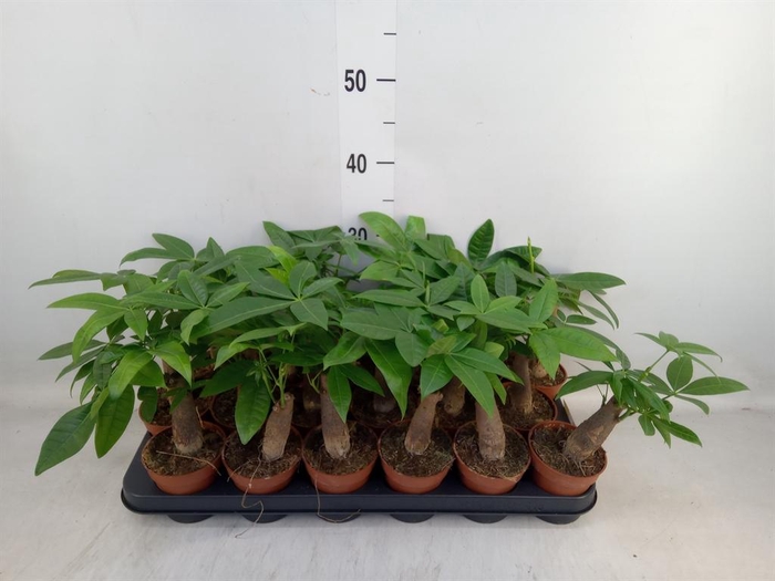 <h4>Pachira aquatica</h4>