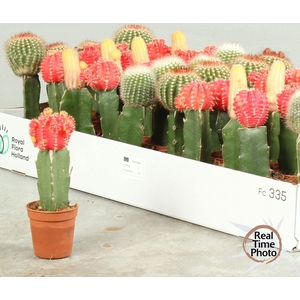CACTUS GEM