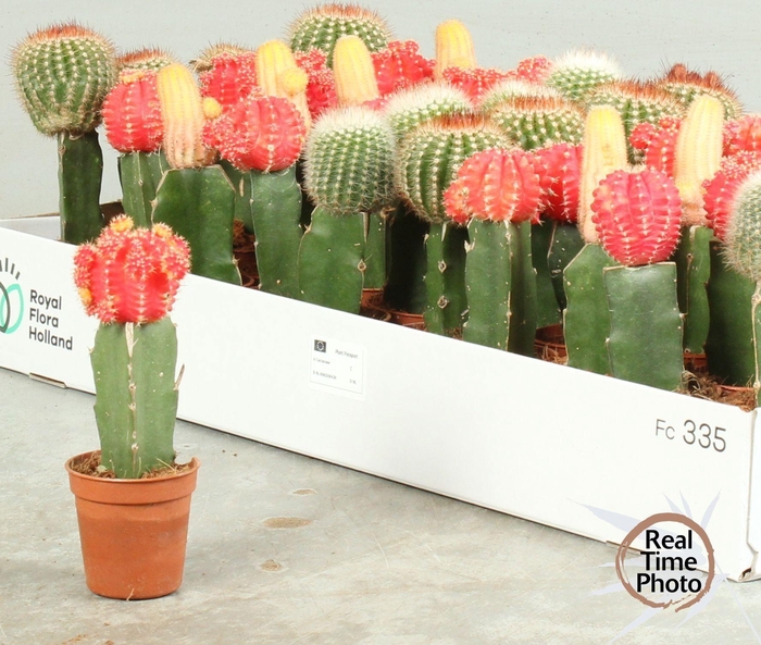 <h4>CACTUS GEM</h4>