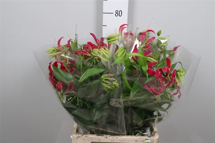 Gloriosa Rothschild Long