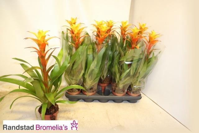 <h4>GUZM SUNNYTIME</h4>