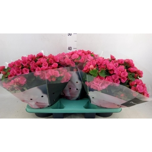 Begonia elat. EN 'Betulia Pink'