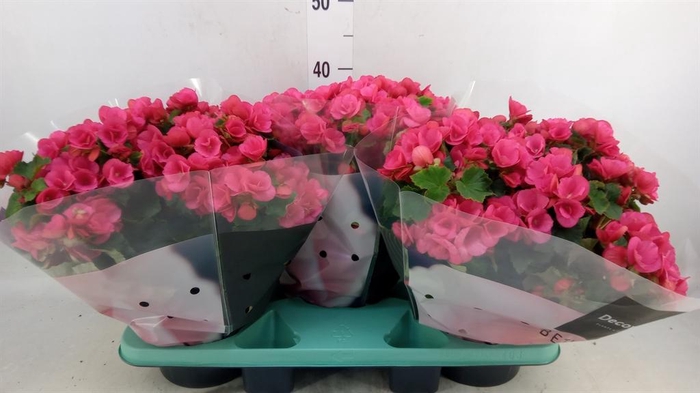 <h4>Begonia elat. EN 'Betulia Pink'</h4>