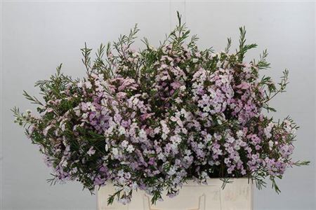 <h4>Chame Dancing Queen Rose 50cm</h4>