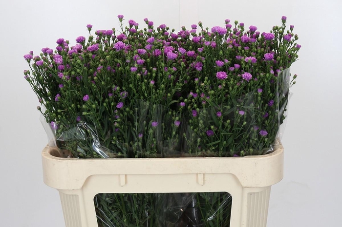 <h4>Aster Casarosa</h4>