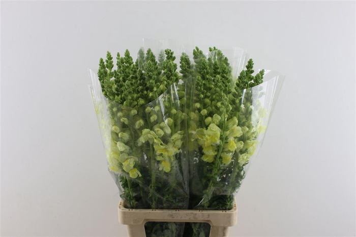 <h4>Antir Poto Yellow</h4>