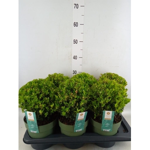 Ilex crenata 'Jenny'