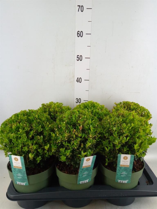 <h4>Ilex crenata 'Jenny'</h4>