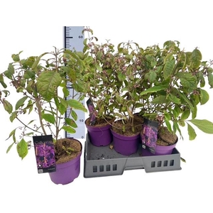 CALLIC BO PROFUSION