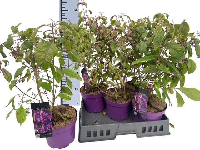 <h4>CALLIC BO PROFUSION</h4>