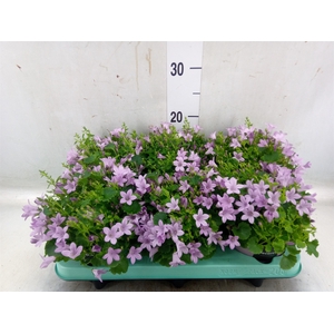 Campanula porten. 'Porto Pink'