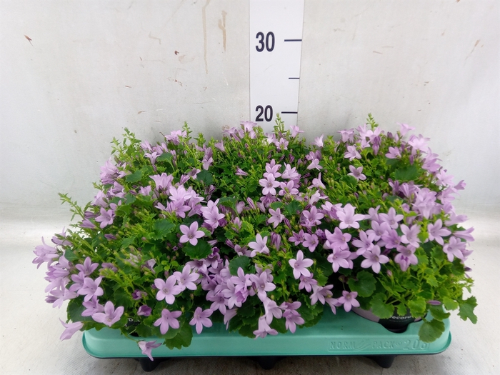 <h4>Campanula porten. 'Porto Pink'</h4>