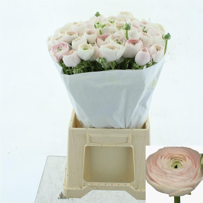 <h4>RAN SU HANOI</h4>