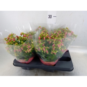 Kalanchoe HG 'Dream Bells'