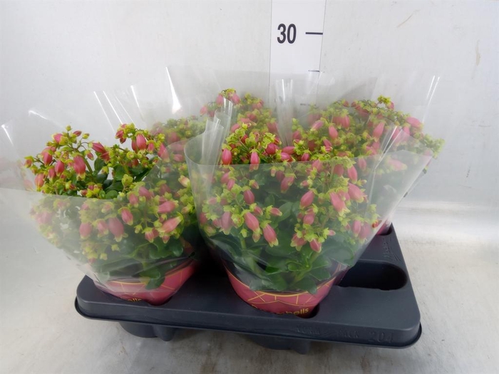 <h4>Kalanchoe HG 'Dream Bells'</h4>
