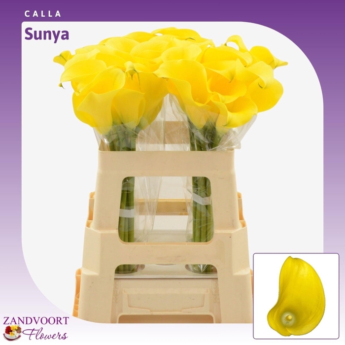 <h4>Calla Sunya</h4>