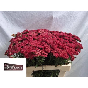 Achillea summer wine
