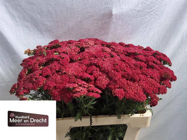 <h4>Achillea summer wine</h4>