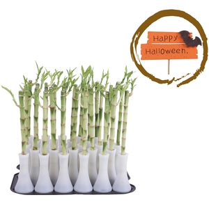 Lucky Bamboo Stem Straight 30cm in Tube Vase White