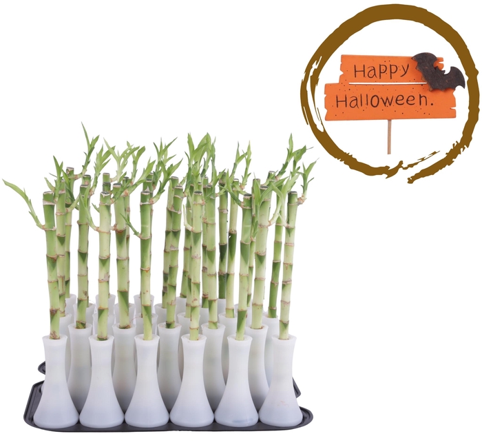 <h4>Lucky Bamboo Stem Straight 30cm in Tube Vase White</h4>