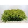 Solidago Tara Gold Buiten