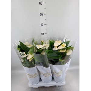 Anthurium andr. 'Cocos'