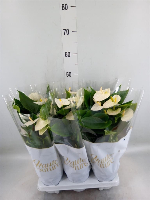 <h4>Anthurium andr. 'Cocos'</h4>