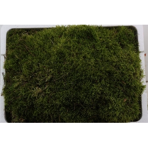 Mos Platmos Tempex P Bak