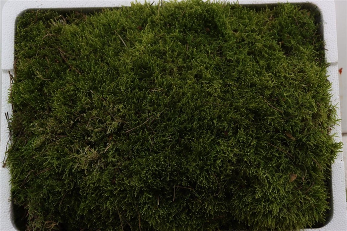 Mos Platmos Tempex P Bak