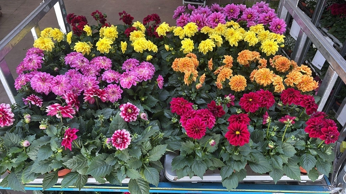 <h4>DAHLIA ROYAL GEM</h4>