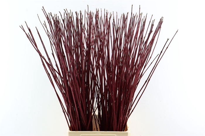 <h4>Cornus Alba Sibirica 10 Tak</h4>