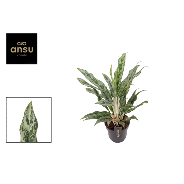 <h4>Aglaonema Greyhound</h4>