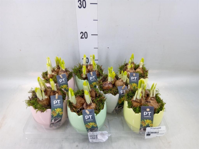 <h4>Arr.  Narcissus Tete Tete L%</h4>