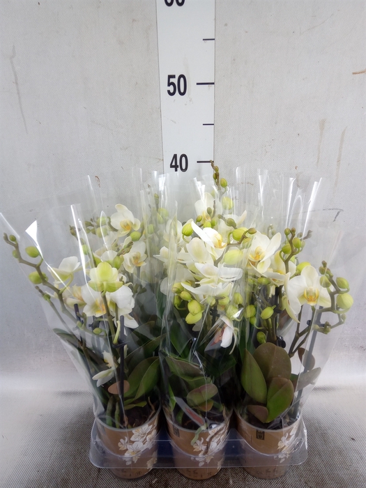 <h4>Phalaenopsis multi. 'Ant Lausanne'</h4>