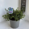 Ceanothus thyrsiflorus var. repens