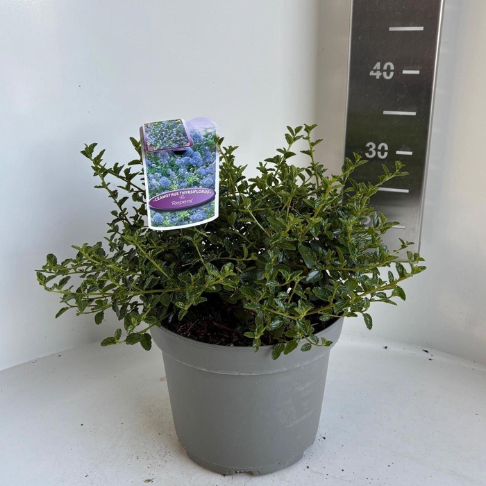 Ceanothus thyrsiflorus var. repens