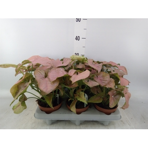 Syngonium   ...