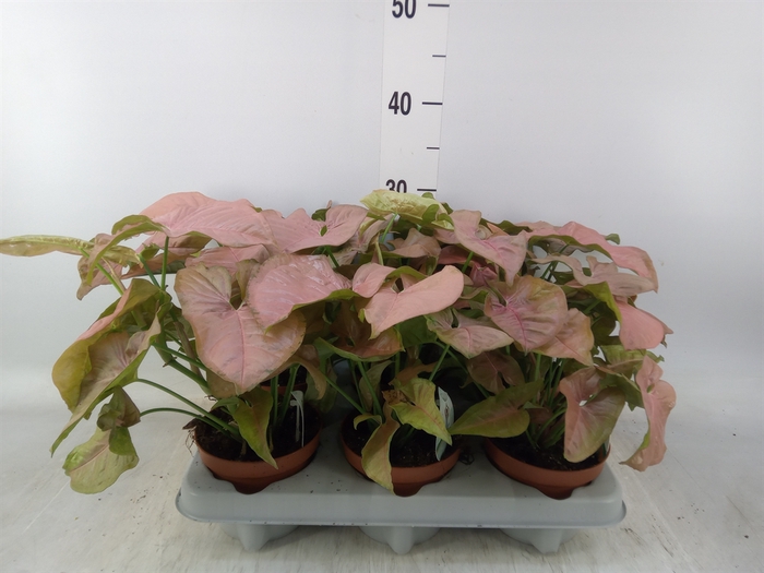 <h4>Syngonium   ...</h4>