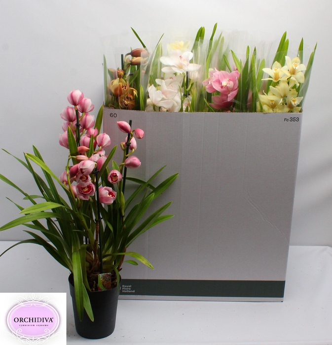 <h4>CYMB GEMENGD</h4>