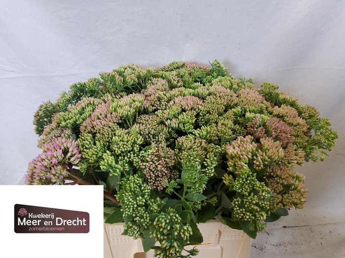 <h4>SEDUM SP CARL</h4>