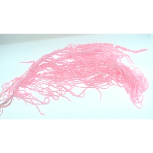 Dried Bleached Amaranthus Caudatus Pink