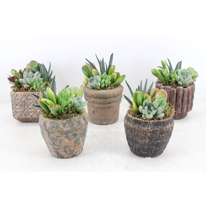 arr3 AD - Ker. rustique mix x6