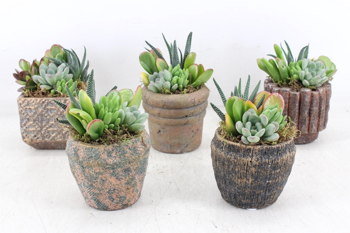 <h4>arr3 AD - Ker. rustique mix x6</h4>